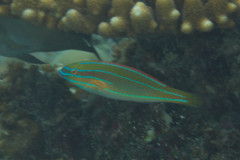 Stethojulis trilineata