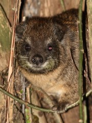 Dendrohyrax arboreus