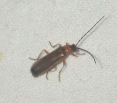 Rhagonycha lutea