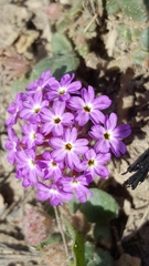 Abronia gracilis