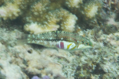 Halichoeres nebulosus