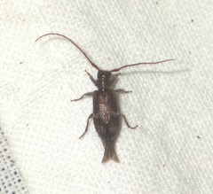 Exocentrus adspersus