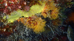 Pycnoclavella communis