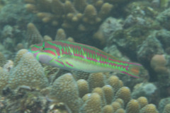 Thalassoma quinquevittatum