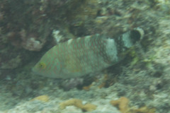 Cheilinus trilobatus