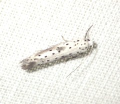 Yponomeuta irrorellus