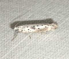 Yponomeuta irrorellus