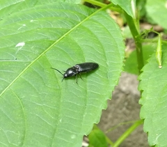 Hemicrepidius hirtus