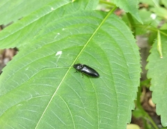 Hemicrepidius hirtus