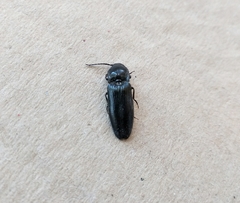 Hemicrepidius hirtus