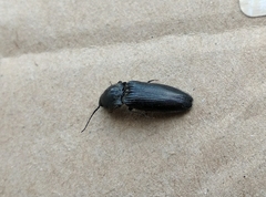 Hemicrepidius hirtus