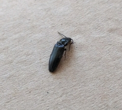 Hemicrepidius hirtus