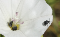 Spermophagus calystegiae