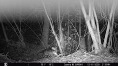 Didelphis marsupialis