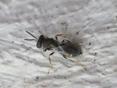 Pteromalus