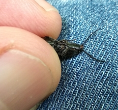 Hemicrepidius hirtus