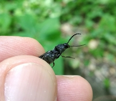 Hemicrepidius hirtus