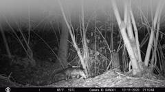 Didelphis marsupialis