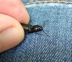 Hemicrepidius hirtus