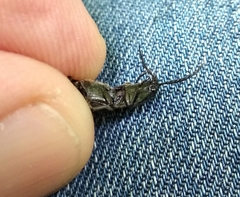 Hemicrepidius hirtus