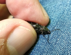 Hemicrepidius hirtus