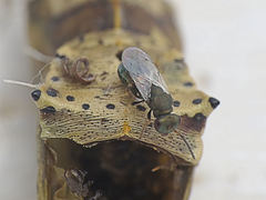 Pteromalus