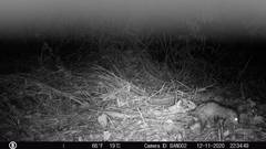 Didelphis marsupialis