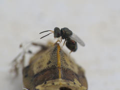 Pteromalus
