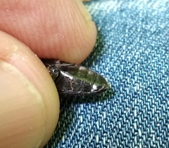 Hemicrepidius hirtus