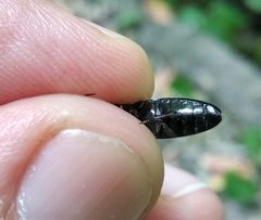 Hemicrepidius hirtus