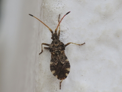 Centrocoris variegatus