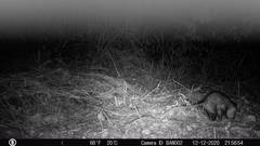 Didelphis marsupialis