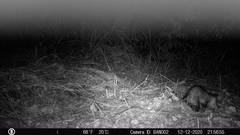 Didelphis marsupialis