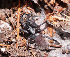 Chenistonia maculata