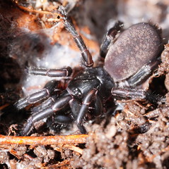 Chenistonia maculata