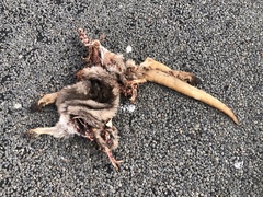Osphranter