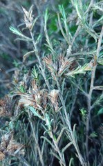 Amphiglossa