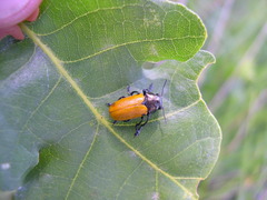 Labidostomis longimana