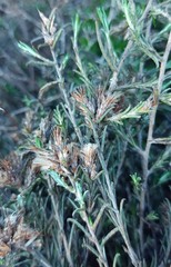 Amphiglossa