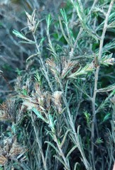 Amphiglossa