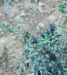 Amphiglossa