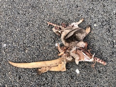 Osphranter