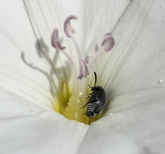Spermophagus calystegiae