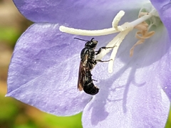 Chelostoma rapunculi