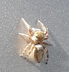 Dendryphantes