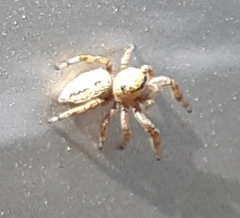 Dendryphantes