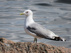 Larus canus