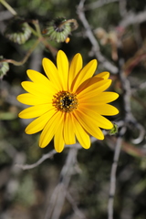 Osteospermum amplectens