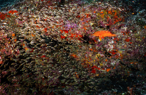 Coral Grouper — seen at this dive site