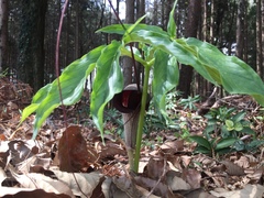 Arisaema thunbergii urashima